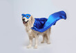 Adorable dog in blue superhero cape and mask on light grey background