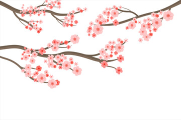 Wall Mural - beautiful cherry blossoms. cherry blossom collection with dense and beautiful flowers in spring