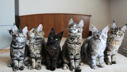 Funny Maine Coon kittens move their heads back and forth