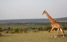Giraffes (Giraffa Camelopardalis Peralta) Walking - Tanzania.	