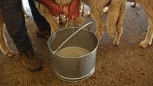 Farmer Milking Sheep To Get Fresh Raw Milk, Close Up Motion Shot