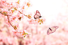 Horizontal Banner With Japanese Quince Flowers  And Two Monarch Butterfly On Sunny Backdrop