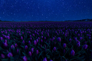 Wall Mural - night meadow with tulip flowers