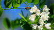 Robinia pseudoacacia. bee on white acacia flowers. spring time. insect in nature. white flowers on a tree branch with green leaves. honey bee collects nectar from flowers.