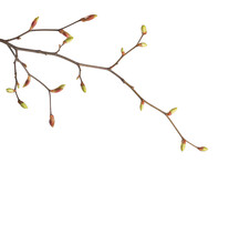 Linden Branches  With Swollen Buds On Isolated White Background.