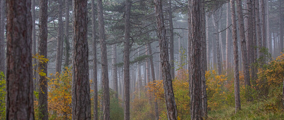  misty autumn forest in the morning