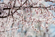 In The Fields Of Spring, Wild Peach Trees Are In Full Bloom With Large Mountain Peach Flowers