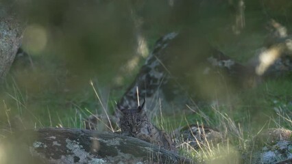 Wall Mural - iberian lynx, lynx pardinus, endemic to iberian peninsula in southwestern spain in europe. rare cat 