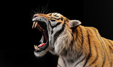 Tiger Roar Portrait On Black