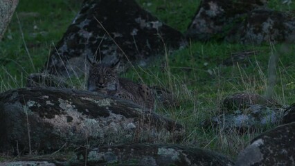 Wall Mural - iberian lynx, lynx pardinus, endemic to iberian peninsula in southwestern spain in europe. rare cat 