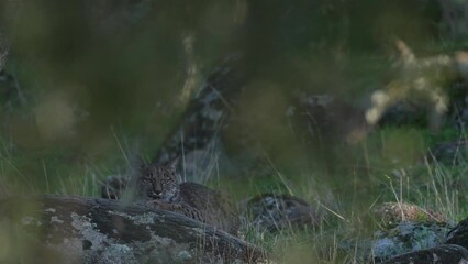 Wall Mural - iberian lynx, lynx pardinus, endemic to iberian peninsula in southwestern spain in europe. rare cat 