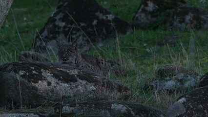 Wall Mural - iberian lynx, lynx pardinus, endemic to iberian peninsula in southwestern spain in europe. rare cat 