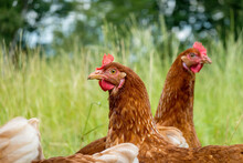 Brown Chickens In Grass On Organic Farm
