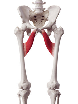 3d rendered medically accurate muscle illustration of the adductor brevis