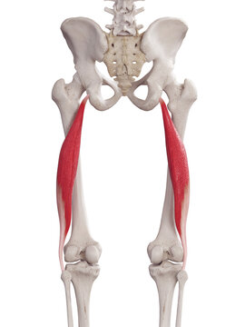 3d rendered medically accurate muscle illustration of the biceps femoris longus