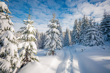 Poster - Spectacular snowy landscape and Christmas trees on a frosty sunny day.