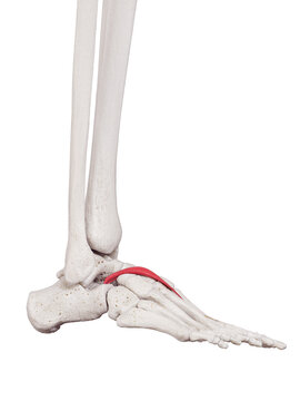 3d rendered medically accurate muscle illustration of the extensor hallucis brevis