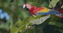 Beautiful Adult Scarlet Macaw On Nature. Wildlife Conservation, Rainforest Habitat