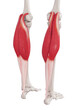 3d rendered medically accurate muscle illustration of the gastrocnemius
