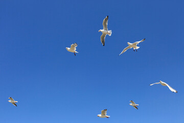 Wall Mural - White seagull birds fly in the blue sky