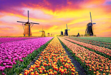 Magical Fairy Fascinating Landscape With Windmills Middle Tulip Field In Kinderdijk, Netherlands At Dawn. (Meditation, Anti-stress, Harmony - Concept)