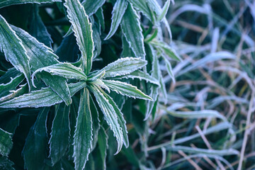 Aufkleber - Close up beautiful surface of frozen plant background winter-autumn .