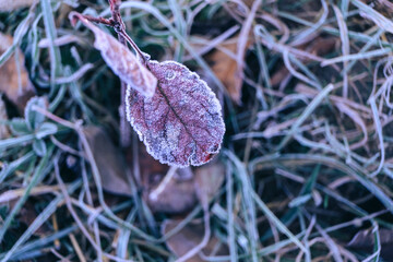 Aufkleber - Close up beautiful surface of frozen plant background winter-autumn .