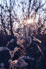 Aufkleber - Tall withered plant, bright shining bokeh, fluffy inflorescences, sunny autumn day, season, weather, selective focus, splash, spider webs, light, flora, glade, goldenrod, brown stems