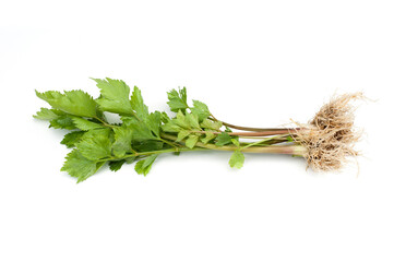 Wall Mural - Celery (Apium graveolens) isolated on white background.