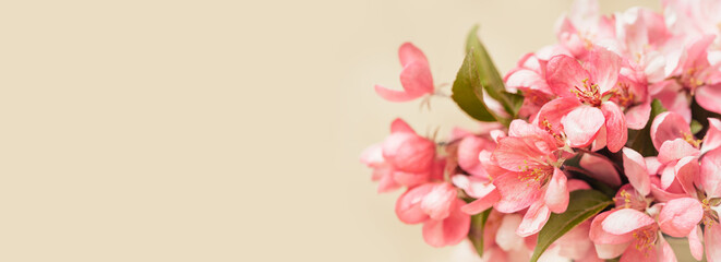 Wall Mural - Pink spring flowers closeup on yellow tones background. Pastel beige cozy setup with copy space. Blooming fruit tree branch. Greeting card