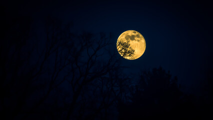 Wall Mural - Yellow super moon behind the branches of tree