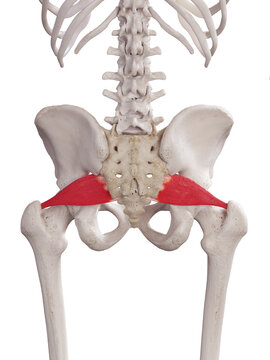 3d rendered medically accurate muscle illustration of the piriformis