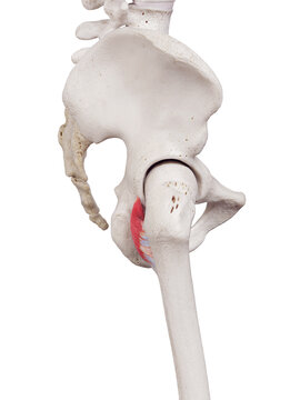 3d rendered medically accurate muscle illustration of the quadratus femoris