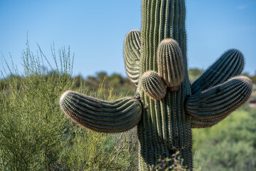 Wall Mural - A long slender Saguaro Cactus in Tucson, Arizona