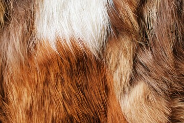 brown fur texture close-up abstract beautiful fur background