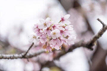 Wall Mural - Beautiful Yoshino Sakura Cherry Blossom is blooming with sprout in Alishan National Forest Recreation Area in Taiwan.