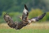 Fototapeta Niebo - Predators fighting in the meadow, Common Buzzard