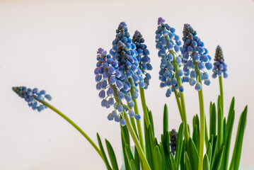 grape hyacinth, muscari flower and white background, blue spring flowers.