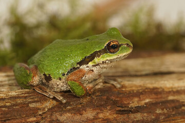 Sticker - Closeup on an adult green Pacific treefrog, Pseudacris regilla sitting on wood in Southern Oregon, US