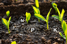 Corn Sapling Growing With Technology Icons Around It, Cultivation Concept And Technology.