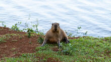Baby Capybara Sitted By The Lake