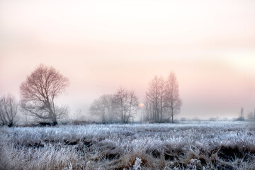 Wall Mural - The grass is covered with white frost in the early morning. The shining of the sun in the fog. The transition from autumn to winter. 