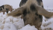Slow motion shot of cute hairy Swine digs with snout in deep white snow outdoors at farm - Portrait shot with Hanging ears, close up