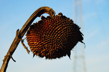 Empty, Dried-up Seed Stand Of A Sunflower In Winter In A Flowering Strip Created By The Farmer For Birds And Insects Against The Blue Sky.