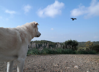 Poster - Cane bianco pastore