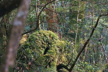 Landscape of Yakushima ,Japanese natural heritage site