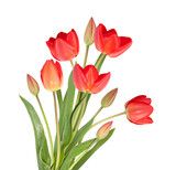 Fototapeta Tulipany - Isolated bouquet of tulip flowers on white background.  8 March Woman's Day. Spring flowers
