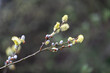 Buds on a branch in spring
