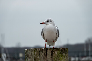 Poster - black headed gull with winter plumage perched on a post