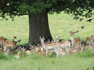 Wall Mural - herd of fallow deer seeking shade under a tree in the English countryside